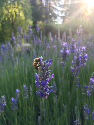 My Journal, my journey