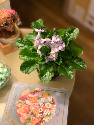 The most precious Violet