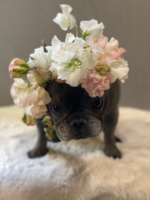 The Sweet Pea and Their Delightful Antiquity