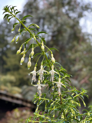 Bloom Day- March 2024