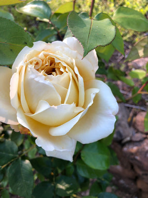 The Queen of Flowers has left the building (or, garden)