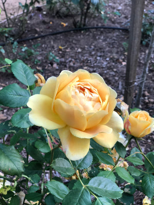 Rosarian's Rose Journal