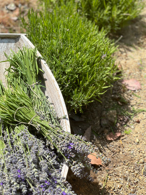 For the Love of Lavender