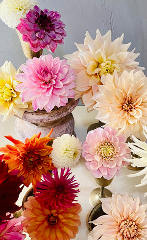 Dahlia Bunches